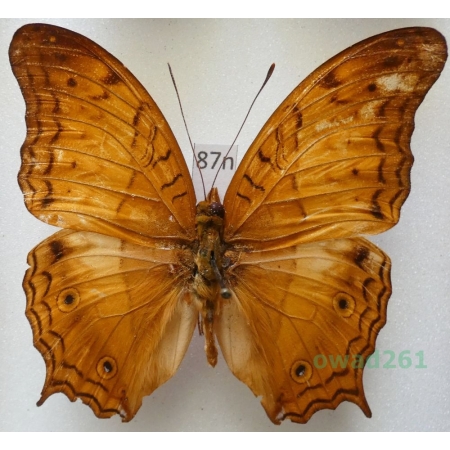 Vindula dejone (Erichson, 1834) Malaysia 61mm87n